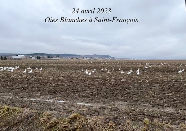 Oies-Blanches-01
